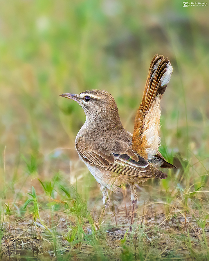 Rufous-tailed Scrub Robin